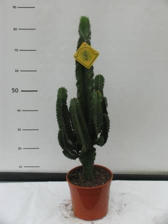 Euphorbia eritreae 21 h 100/105